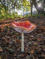 Fly Agaric by Martin Davenport Commended Section A
