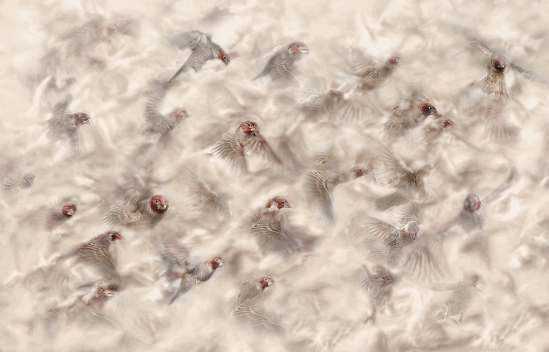 Flying Finches by Lisa Bukalders