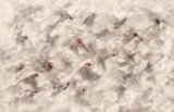 Flying Finches by Lisa Bukalders