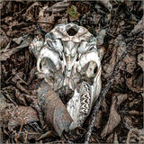 Forest Floor 1 by Penny Piddock Highly Commended Advanced Section