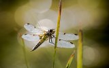 Four-spotted Chaser Female by Ivor Toms
