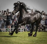 Free Spirit by Graham Lawrence Commended Section A