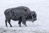 Freezing Bison by Mary Cantrille
