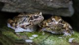 Frogs in our pond by Tim Downton