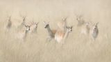 From out of the Mist by Lisa Bukalders - A 2nd