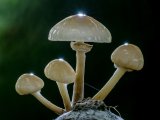 Fungi by Jez Cunningham