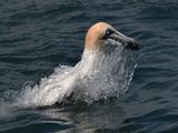 Gannet Rising by Garry Prescott Commended Section A