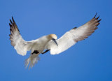Gannet Landing by David Cantrille
