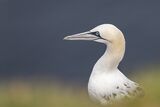 Gannet on Cliffs at Troup Head by Tim Downton Highly Commended Advanced Section
