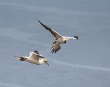 Gannets at Bempton Cliffs by Jan Goodridge