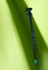 Garden Pond Damsel by Paul Wiley