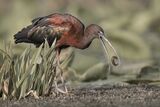 Glossy Ibis Tossing Grub by Tim Downton Highly Commended
