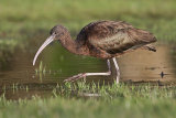Glossy Ibis and Water Droplet: Tim Downton