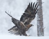 Golden Eagle in the Snow by Bob Davies