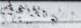 Golden Plover Lift Off by John Tilsley, Section A Winner Comp 6 Creative Print 2014-15
