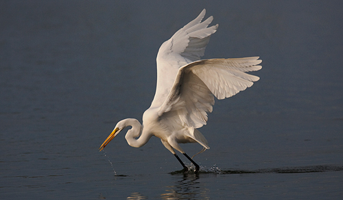 Great Egret Fishing by David Cantrille