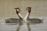 Great Crested Grebe by Iain Cameron