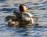 Great Crested Grebe displaying by Jeremy Lee-Potter