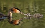 Great Crested Grebe feeding Chick by Ivor Toms Highly Commended Section A