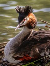 Great Crested Gribe by Ivor Toms