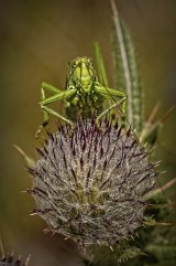 Great Green Bushcricket by Malcolm Kitto