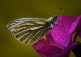 Green-veined White Butterfly by Iain Friend