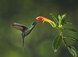 Green Hermit Hummingbird by Mary Cantrille