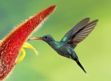 Green Hermit hummingbird by David Cantrille
