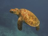 Green Turtle Surfacing by Penny Piddock
