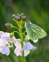 Green Veined White on Ladysmock by Frances Underwood (LRPS Panel)