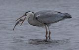 Grey Heron with Catch by Tim Downton Highly Commended Section A