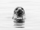 Grey Seal by Stephen Lee Commended Section A