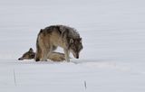 Grey Wolf Pair by Jane Lee