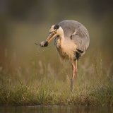 Heron with Water Shrew by Iain Friend