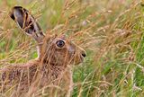Hiding in the long grass by Phil Whiffing Highly Commended Section B