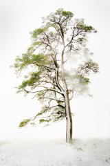 High-key Tree by Di Tilsley