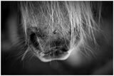 Horseflies keep hangin round your face (Neil Diamond) by Lisa Rendall Commended