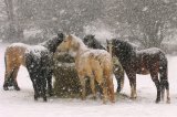 Horses in Snow by Colin Tracy