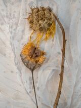 Hosta Leaf With Sunflower by Susan Hendrick Highly Commended Advanced Section