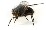 House Fly by Ivor Toms