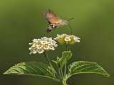 Hummingbird Hawkmoth by Iain Cameron