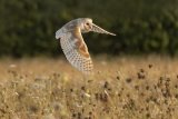 Hunting Barn Owl by Ivor Toms