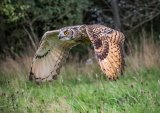 Hunting Eagle Owl by Ivor Toms