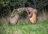 Hunting Indian Eagle Owl by Ivor Toms - HC Section A