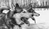Huskies ready to run by Steve Broadhurst Highly Commended Section A