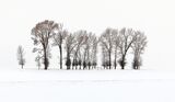 Idaho Trees by Stephen Lee First