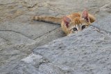 I'm Watching You by Suzanne Race