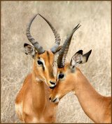 Impala by Christa Bott