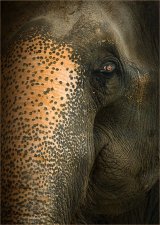 Indian Elephant by Glynn Grylls