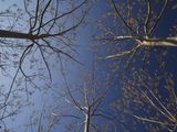 Jalon Trees by Norman Marsh Highly Commended Section B
